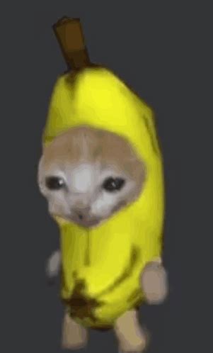 banana cat gif|happy song banana cat.